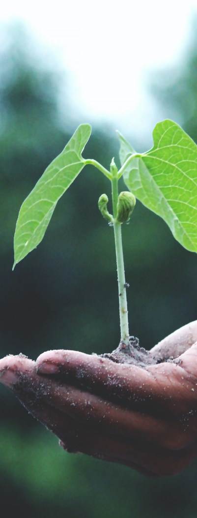 plant